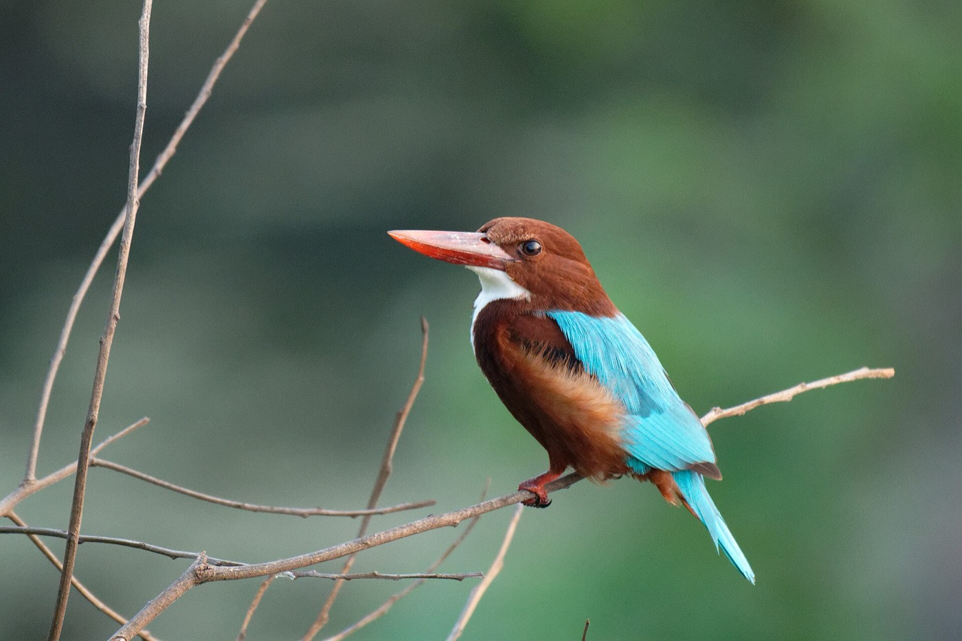 A white-throated kingfisher perched on a bare branch