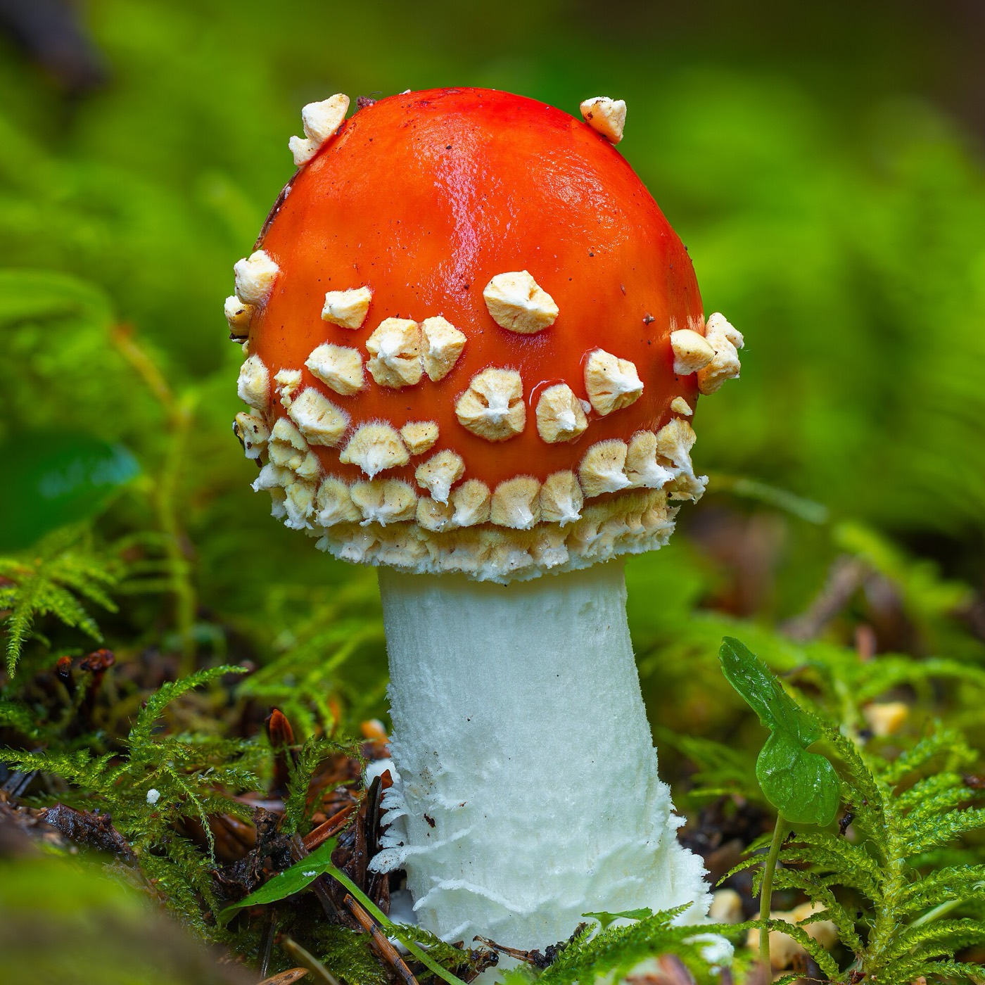 A wild mushroom rising out of green moss