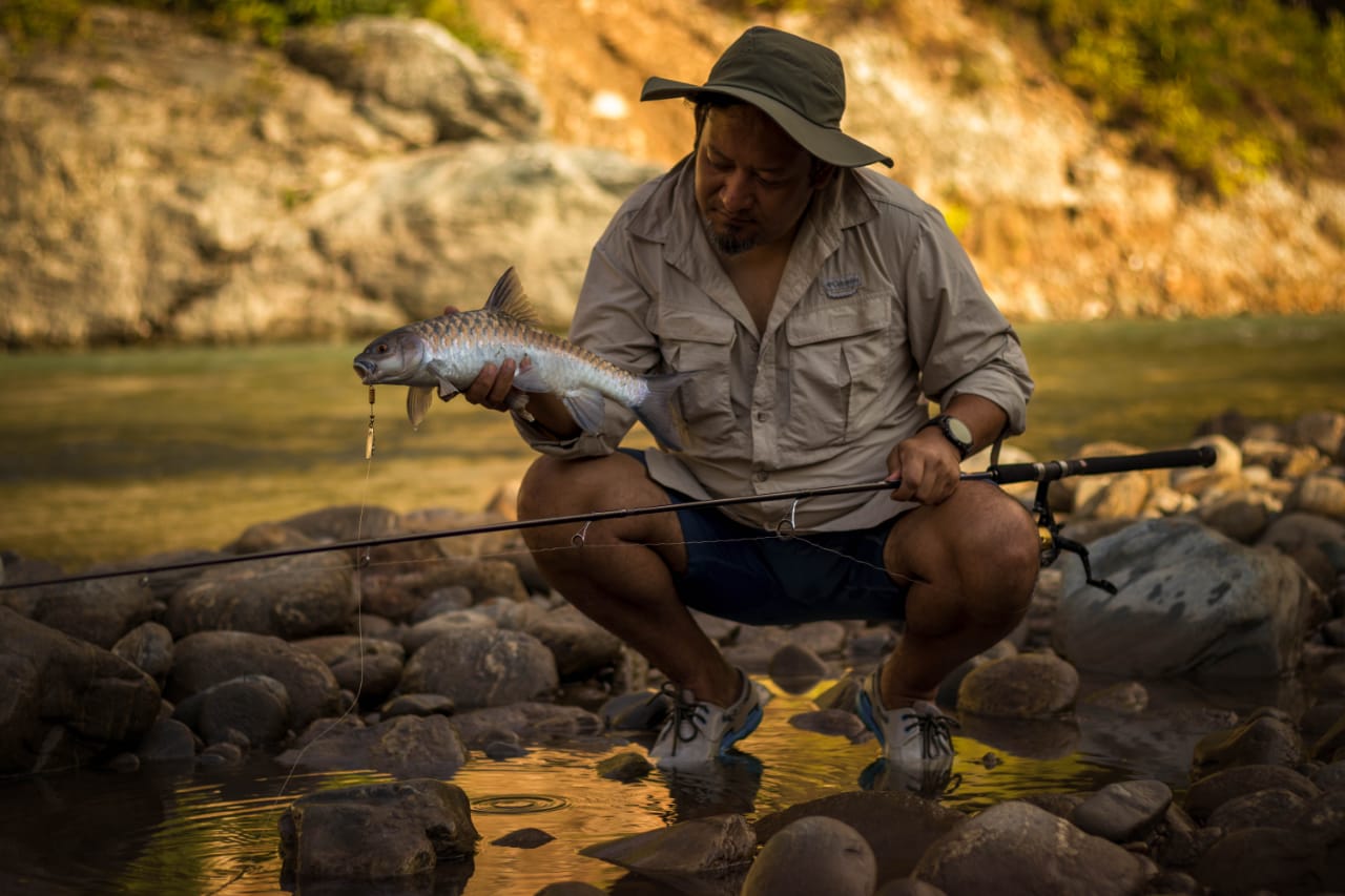 A golden mahseer moments before release